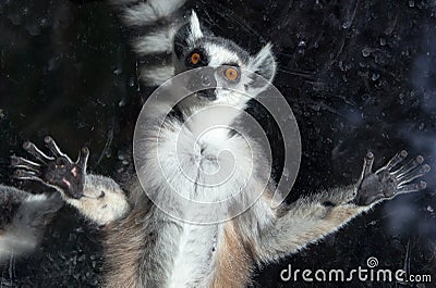 Ring-tailed lemur (Lemur Catta) behind a glass aviary zoo Stock Photo