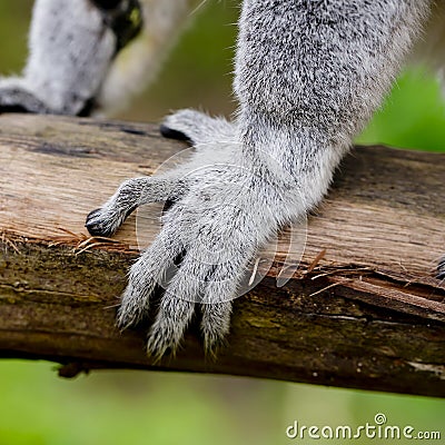 Ring-tailed lemur (lemur catta) Stock Photo