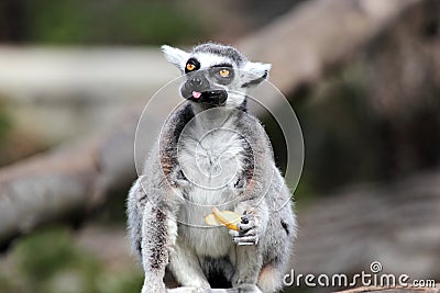 Ring-tailed lemur (Lemur catta) eating a fruit Stock Photo