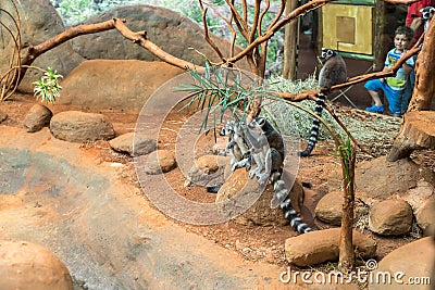 The ring tailed lemur (lemur catta) eating Editorial Stock Photo