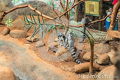 The ring tailed lemur (lemur catta) eating Editorial Stock Photo