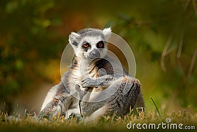 Ring-tailed Lemur, Lemur catta, with green clear background. large strepsirrhine primate in the nature habitat. Cute animal from M Stock Photo