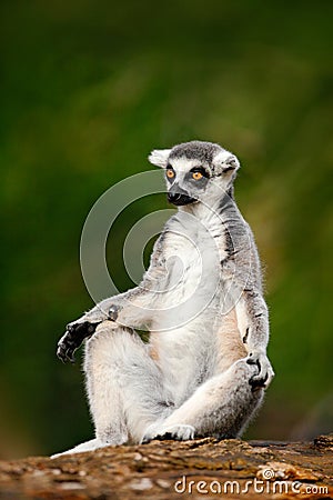 Ring-tailed Lemur, Lemur catta, with green clear background. large strepsirrhine primate in the nature habitat. Cute animal from Stock Photo