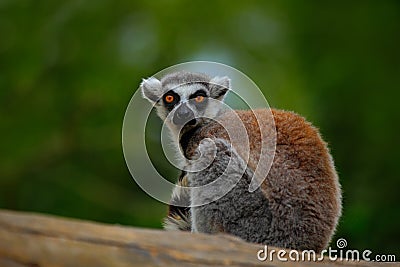 Ring-tailed Lemur, Lemur catta, with green clear background. large strepsirrhine primate in the nature habitat. Cute animal from Stock Photo