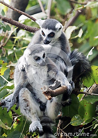 Ring-tailed lemur Lemur catta is a large strepsirrhine primate and the most recognized due to its long, black and white ringed Stock Photo