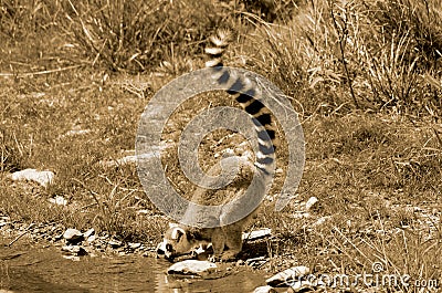 The ring-tailed lemur Lemur catta is a large strepsirrhine primate Stock Photo