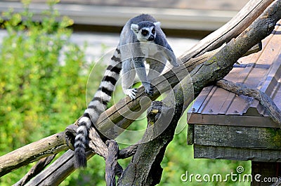 The ring-tailed lemur Lemur catta is a large strepsirrhine primate Stock Photo