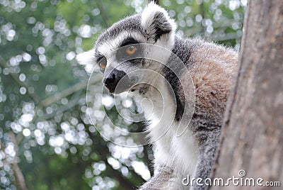 Ring lemur catta on a tree Stock Photo