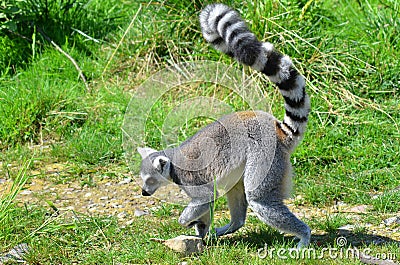 The ring-tailed lemur Lemur catta is a large strepsirrhine primate Stock Photo