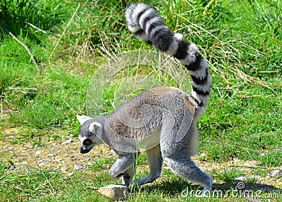 The ring-tailed lemur Lemur catta is a large strepsirrhine primate Stock Photo