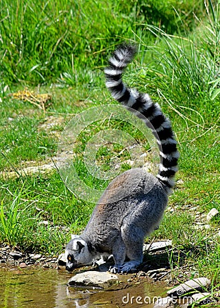 The ring-tailed lemur Lemur catta is a large strepsirrhine primate Stock Photo