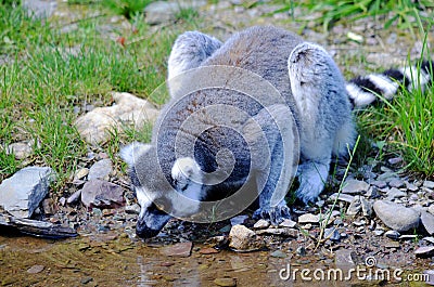 The ring-tailed lemur Lemur catta is a large strepsirrhine primate Stock Photo