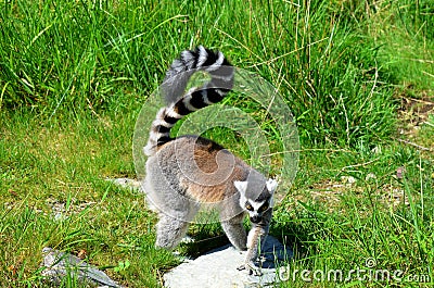 The ring-tailed lemur Lemur catta is a large strepsirrhine primate Stock Photo