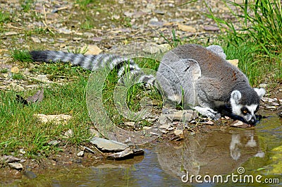 The ring-tailed lemur Lemur catta is a large strepsirrhine primate Stock Photo