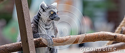 Ring-Tailed Lemur Lemur catta is a large strepsirrhine primate at Washington Park Zoo in Michigan City, Indiana Stock Photo