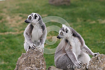 Ring-tailed Lemur - Lemur catta Stock Photo
