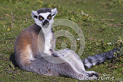 Ring-tailed lemur (Lemur catta) Stock Photo