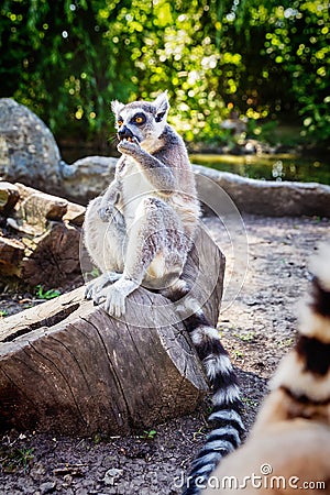 Ring-tailed Lemur `Lemur Catta` in safari-park Editorial Stock Photo