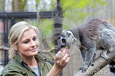 Ring-tailed lemur (Lemur catta) Editorial Stock Photo