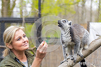 Ring-tailed lemur (Lemur catta) Editorial Stock Photo