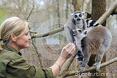 Ring-tailed lemur (Lemur catta) Editorial Stock Photo