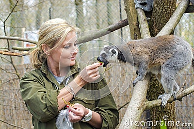 Ring-tailed lemur (Lemur catta) Editorial Stock Photo