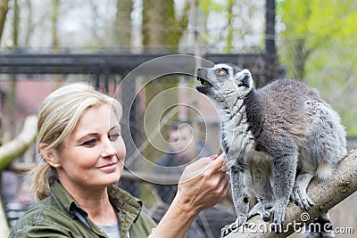 Ring-tailed lemur (Lemur catta) Editorial Stock Photo