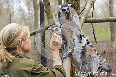 Ring-tailed lemur (Lemur catta) Editorial Stock Photo