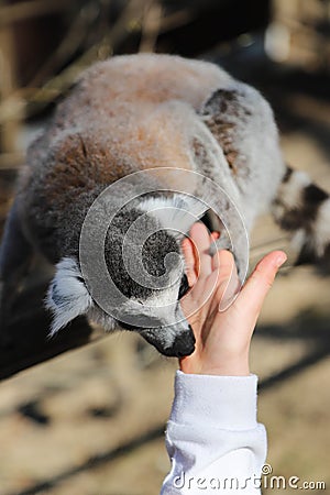 Ring tailed lemur licks the hand of a child Stock Photo