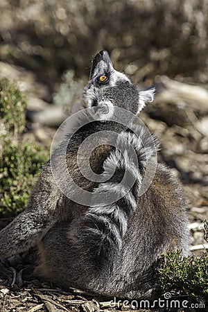 Ring Tailed Lemur looking up Stock Photo