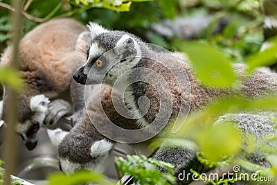 Ring tailed lemur looks around Stock Photo