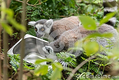 Ring tailed lemur looks around Stock Photo