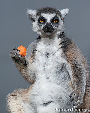 Ring Tailed Lemur Eating Carrot Stock Photo