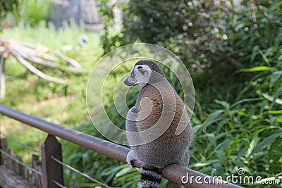 ring-tailed lemur in open zoo area Editorial Stock Photo