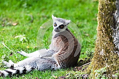 Ring-tailed Lemur, originally from Madagascar, is recognisable by its black and white-ringed tail Stock Photo
