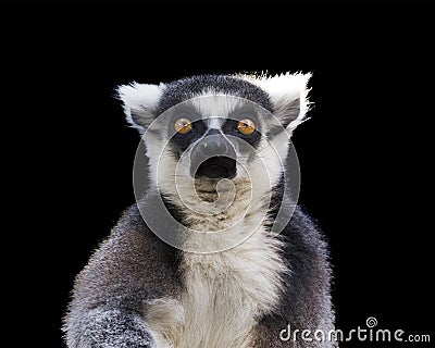 Ring tailed lemur Stock Photo