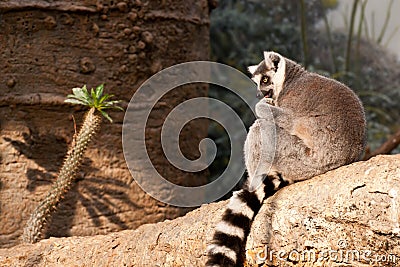 Ring-tailed Lemur Stock Photo