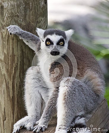 Ring-tailed lemur Stock Photo