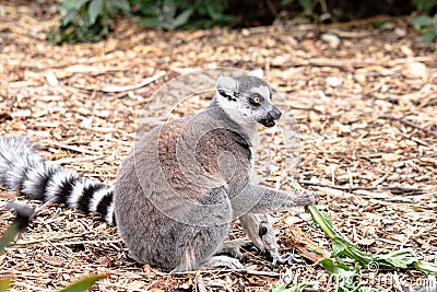 Ring Tailed Lemur Roaming wild Stock Photo