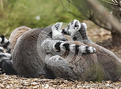 Ring Tailed Lemur's. Stock Photo