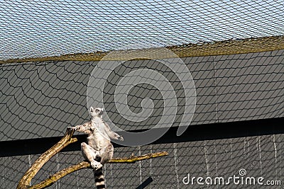 Ring-tailed lemur sitting on branch Stock Photo