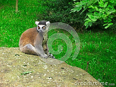 Ring-tailed lemur sitting on stone Stock Photo