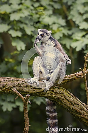 Ring Tailed Lemur, a strepsirrhini primate with an extremely long, heavily furred tail, covered with black and white rings Stock Photo