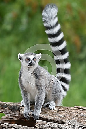 Ring-tailed lemur Stock Photo