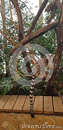 Ring-tailed lemur & x28;Lemur catta& x29; on a tree Stock Photo