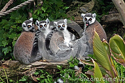 Ring tailed Lemurs Stock Photo