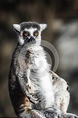 Ring-tailed Lemurs of Madagascar Stock Photo