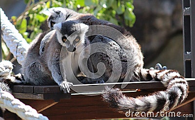 Ring Tailed Lemurs Stock Photo