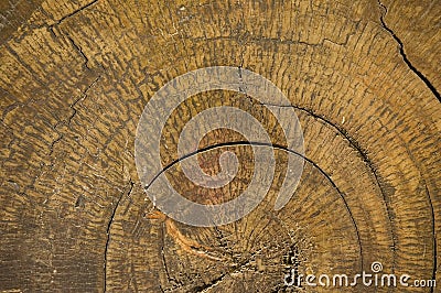 Ring of wood Stock Photo