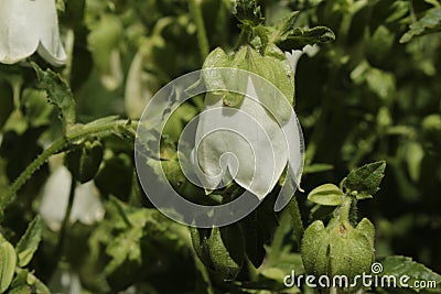 Ringed Bellflower - Campanula Hofmannii Stock Photo